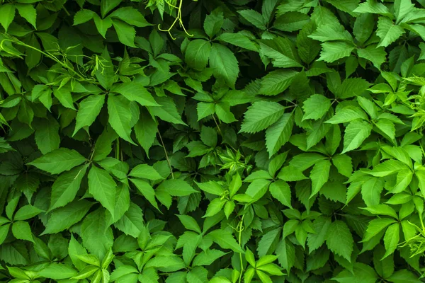 Leuchtend grüne Efeuzweige mit Blättern — Stockfoto