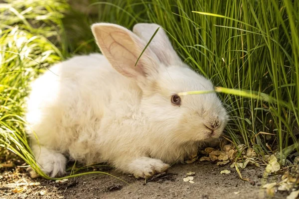 Unfocused rabbit on the ground in the grass — Stock Photo, Image