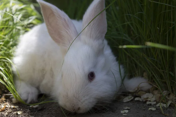 Unfocused rabbit on the ground in the grass — Stock Photo, Image