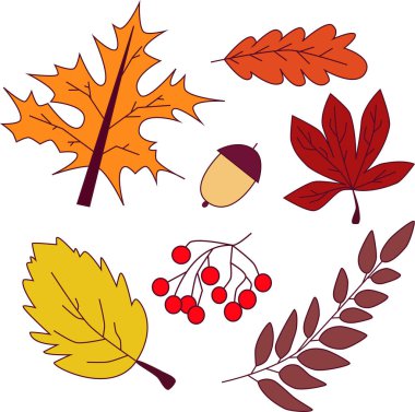 Bir sonbahar yapraklarının vektör çizimi