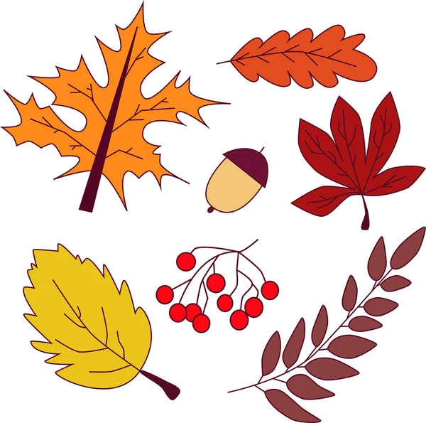 Векторна ілюстрація набору осінніх листя — стоковий вектор