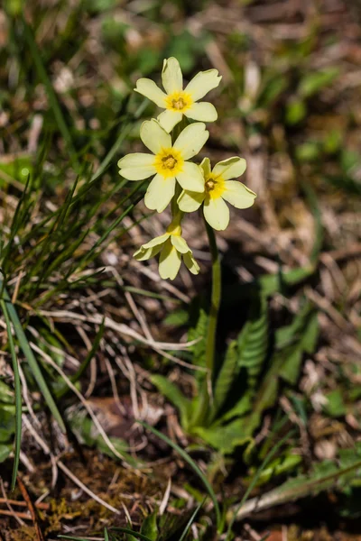 Yeryüzünde yalnız renkleri