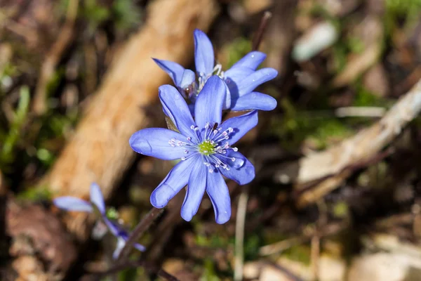 Öğle yemeği için böcekler 