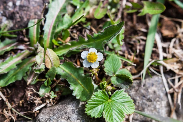 Yeryüzünde yalnız renkleri