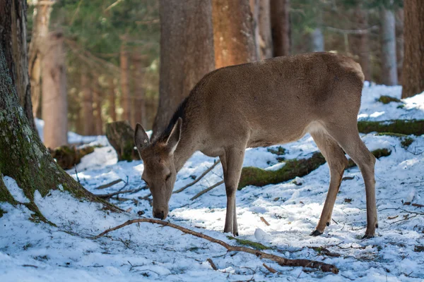 Pranzo invernale con cervi — Foto Stock