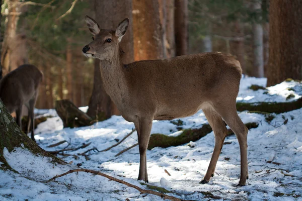 Geyik insan gibi hissediyorum