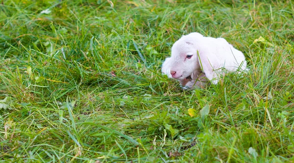 Lamb II — Stock Photo, Image