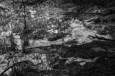 Kış kamışı çalılık