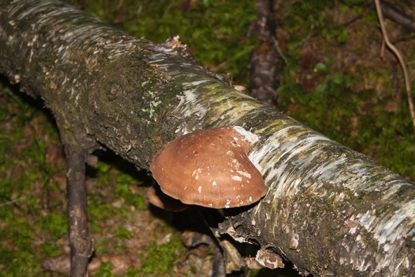 Hout paddestoelen — Stockfoto