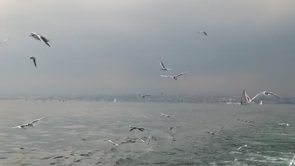 Istanbul e gaivota — Vídeo de Stock