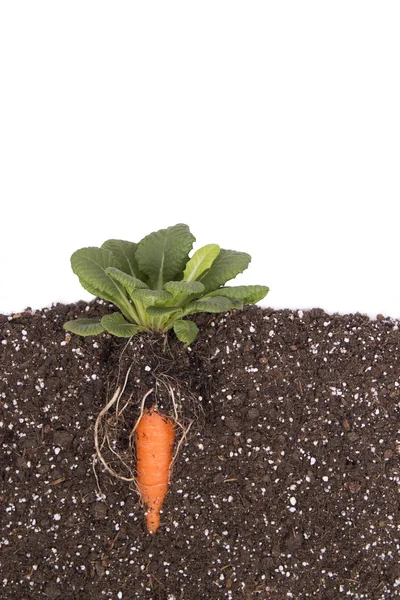 Изолированное фермерство моркови — стоковое фото