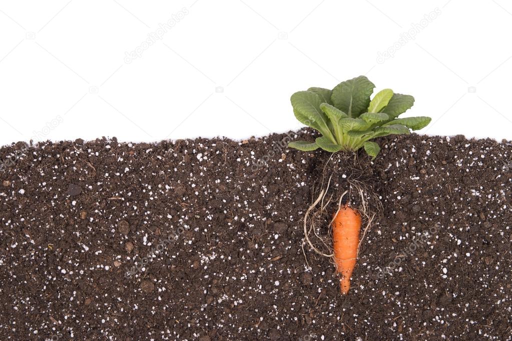 carrots farming isolated