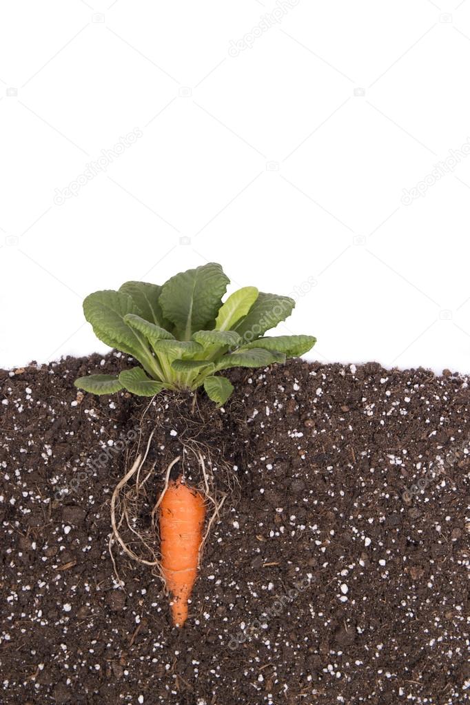 carrots farming isolated