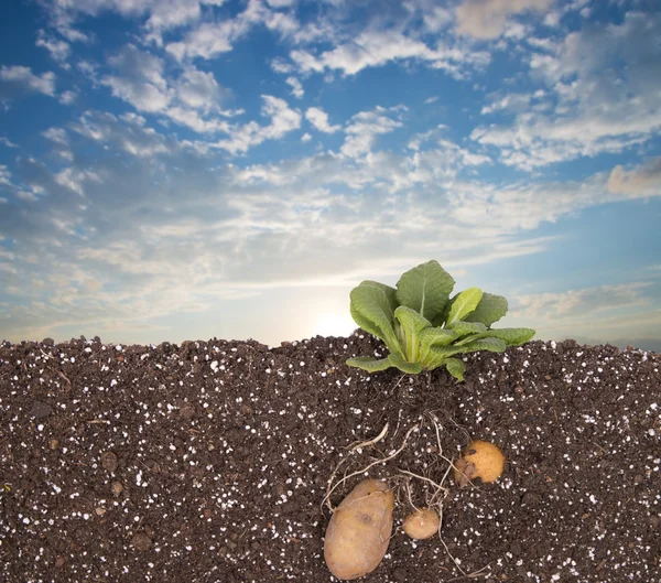 Aardappelen in de bodem in veld — Stockfoto