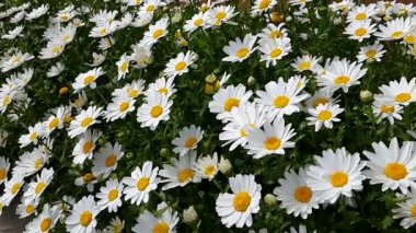 Rüzgar ile hareketli papatya