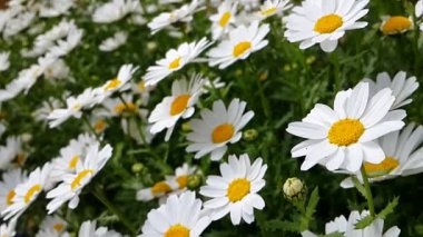 Rüzgar ile hareketli papatya