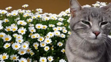 kedi ve daisy açık