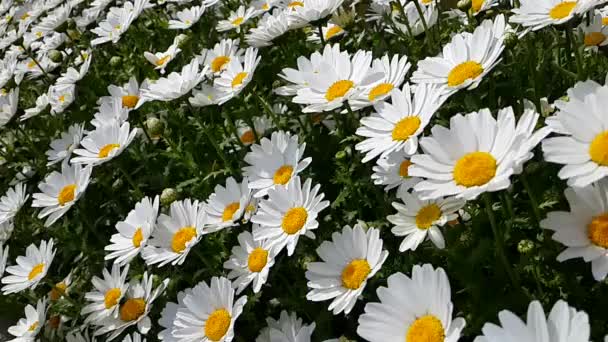 Gänseblümchen bewegt sich mit Wind — Stockvideo