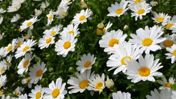 Daisy moving with wind — Stock Video