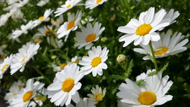 Daisy moving with wind — Stock Video