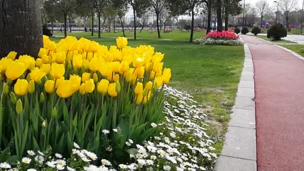 À l'extérieur tulipes jaunes — Video