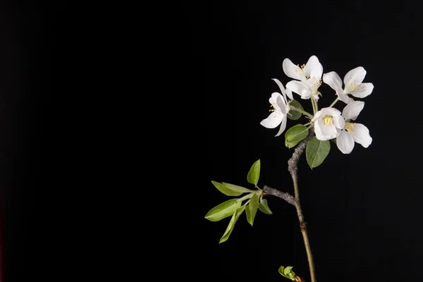 spring flower on black background