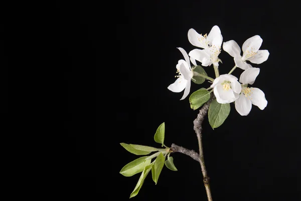 Jarní květina na černém pozadí — Stock fotografie
