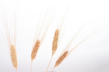 buğday Başak beyaz