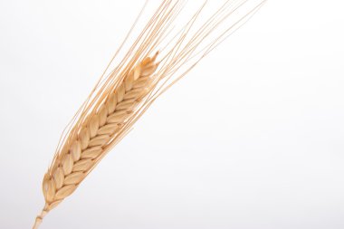 izole buğday Başak