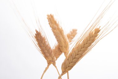 izole buğday Başak