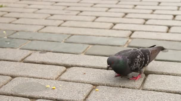 Pigeons manger à l'extérieur — Video