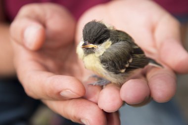 bebek kuşlar üstünde insan palmiye