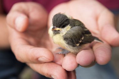 baby birds on human palm clipart