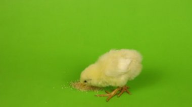 piliç yeşil zemin üzerine