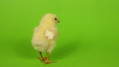 Tavukçuluk ve piliç