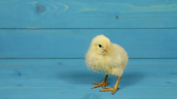 Poultr and baby chick — Stock Video