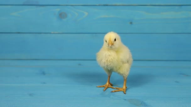 Chicken farm and chick — Stock Video