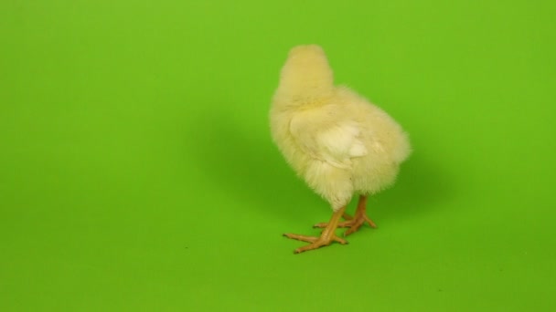 Chick on greenback — Stock Video