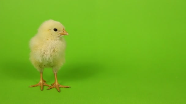 Chick on green background — Stock Video