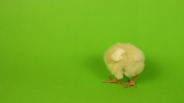 Chick on green background — Stock Video