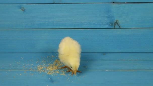 Chick and feed on wood — Stock Video