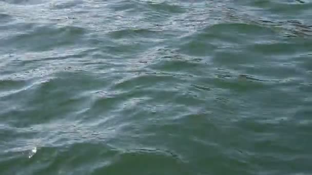 Зеленая поверхность моря — стоковое видео