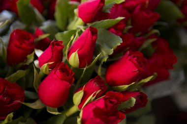 Kırmızı güller yeşil bitki