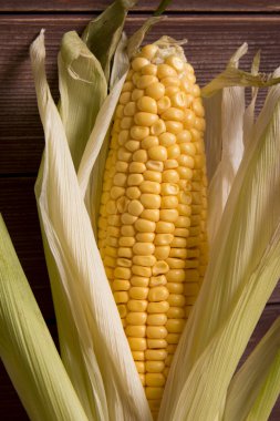 Makro Mısır yakın çekim