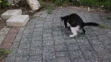 Kağıt topu ile oyun kedi