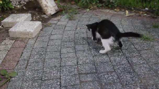 chat jouer avec boule de papier 
