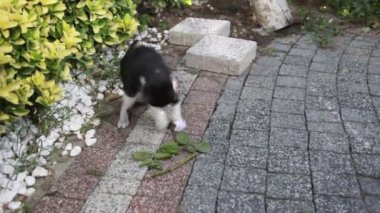 Akıllı kedi oyun tek