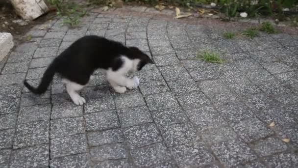 chaton jouer jeu avec balle 