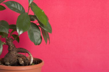 bonsai ağacı arka plan