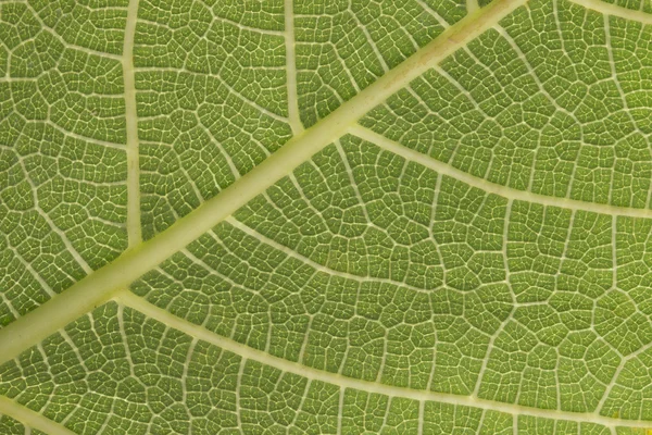 Textura de folha verde — Fotografia de Stock